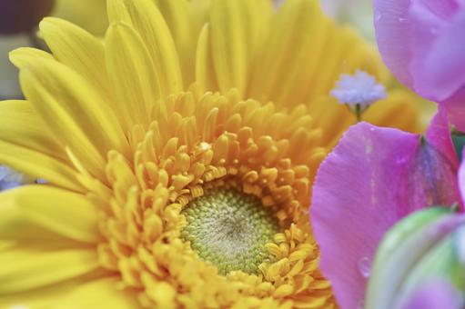 ガーベラの入った花束 ガーベラの入った花束 花束,フラワーアレンジメント,ガーベラの写真素材