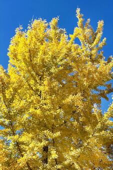 銀杏の黄葉 広島県,北広島市,土師ダムの写真素材