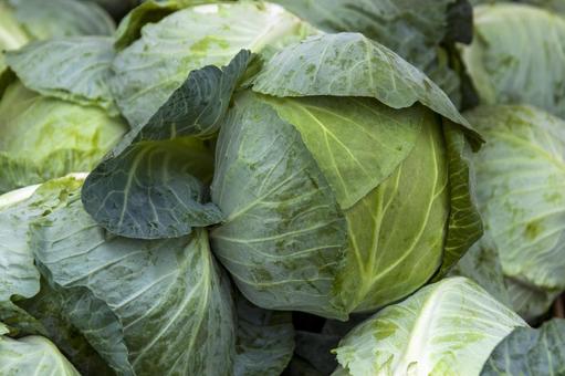 キャベツ1(田原市) キャベツ1(田原市) キャベツ,緑,農業の写真素材