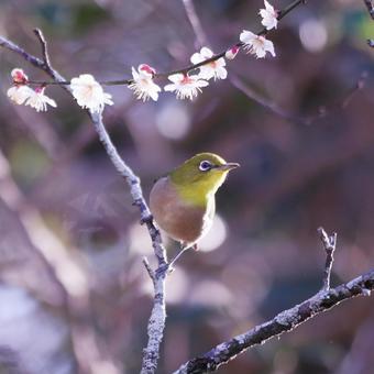 梅の枝にとまるメジロ 鳥,メジロ,春の写真素材