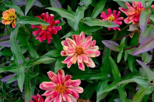 百日草（ジニア）バイカラー 百日草,ジニア,花の写真素材