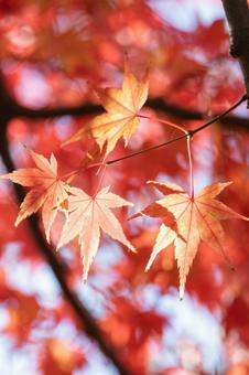 秋の気配・色づくモミジ 紅葉,秋,モミジの写真素材