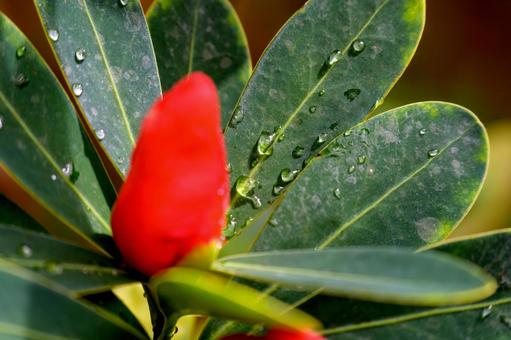 水滴 水滴の写真