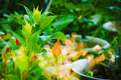 植物 植物の写真