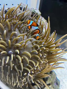 カクレクマノミ1 カクレクマノミ1 カクレクマノミ,クマノミ,ニモの写真素材
