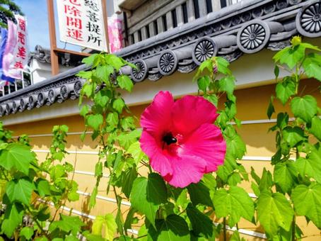 中山寺の花 中山寺の花の写真
