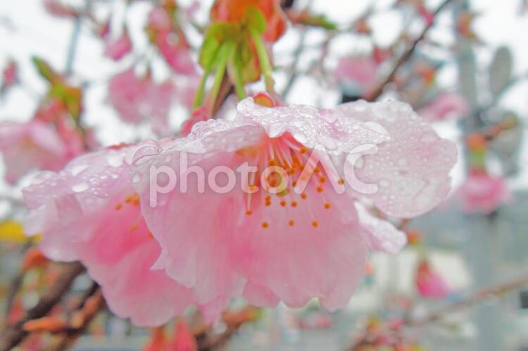 修善寺桜 桜,春,サクラの写真素材