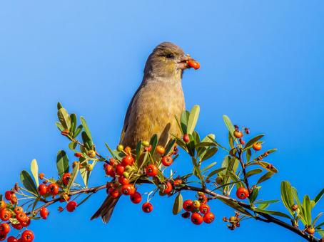 ピラカンサを食べるカワラヒワ カワラヒワ,野鳥,鳥の写真素材