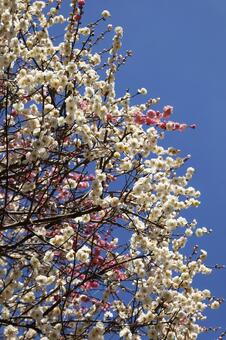 紅白の梅 梅,梅の花,紅梅の写真素材