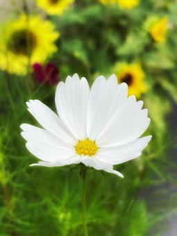白いコスモスと黄色の花 白いコスモスと黄色の花の写真