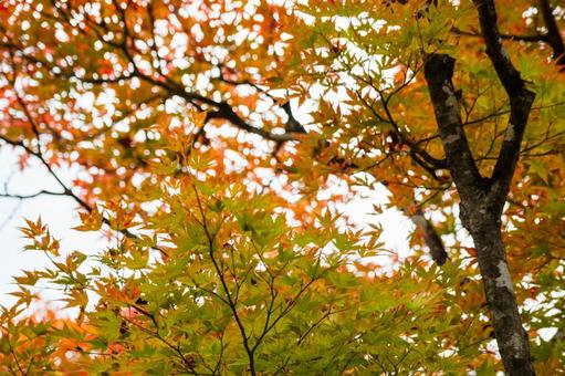 色づく木々(21) 葉,秋,モミジの写真素材