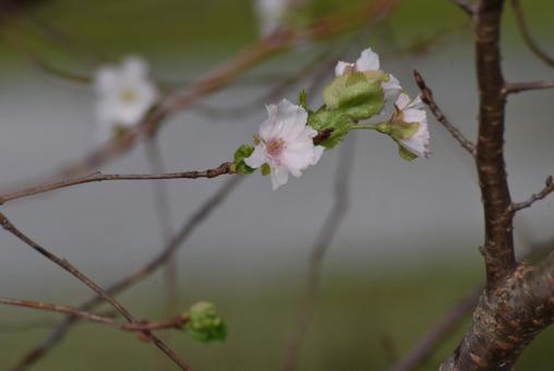 公園のアーコレードが咲きました 公園のアーコレードが咲きましたの写真