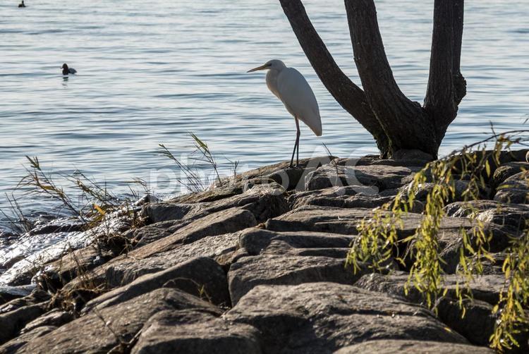 ダイサギとカモ カモ,ダイサギ,光の写真素材