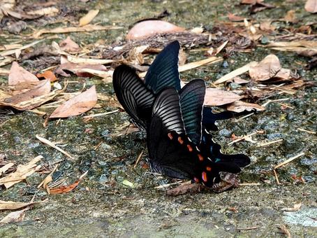 アゲハチョウ、カラスアゲハ④ アゲハチョウ、カラスアゲハ④の写真
