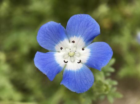 Nemophila flowers in April 2025/4/29, JPG