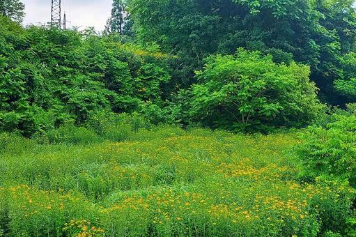 2025年7月の里山16 2025年7月の里山16 夏の花,黄色い花,野草の写真素材