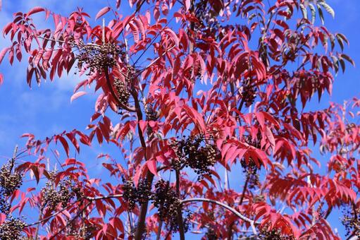 紅葉したハゼノキとその実　１ ハゼノキ,ハゼの木,紅葉の写真素材
