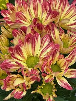 スプレーマム スプレーマム,花,植木の写真素材