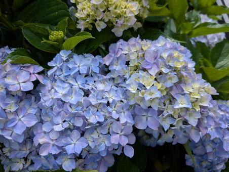 Hydrangea, JPG