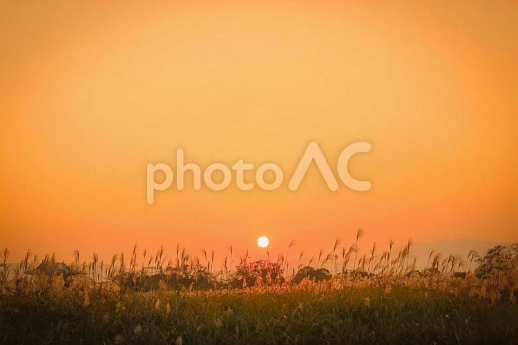 すすき・夕焼け 夕焼け,すすき,夕日の写真素材