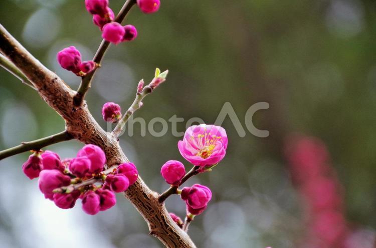梅の花咲いたよ 梅,花,花びらの写真素材