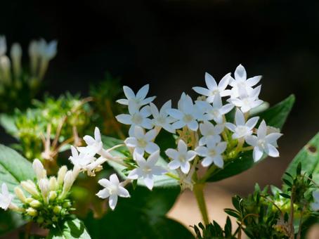 白いペンタスの花3 白いペンタスの花3 ペンタス,アカネ科,クササンタンカの写真素材