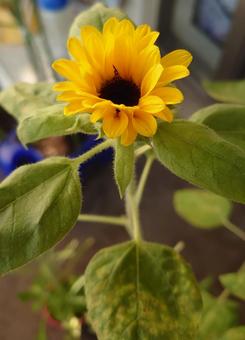 Sunflower, JPG Sunflower, JPG