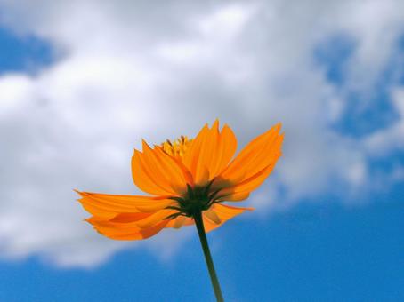 空を仰ぐキバナコスモス_01 空を仰ぐキバナコスモス_01 キバナコスモス,コスモス,花の写真素材