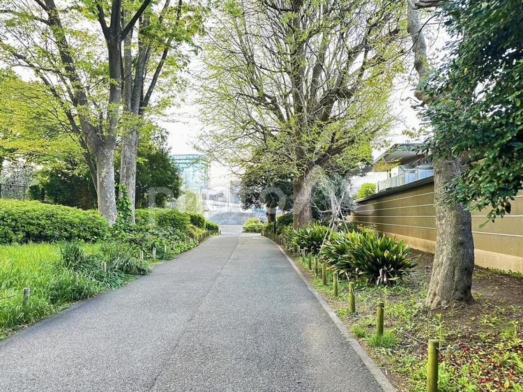 上野恩賜公園　台東区　公共施設　早朝 木,上野恩賜公園,上野公園の写真素材