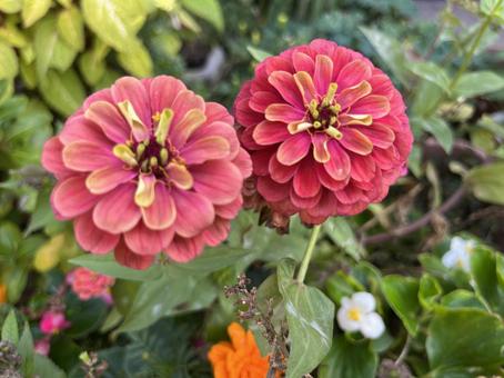 庭のジニアの写真