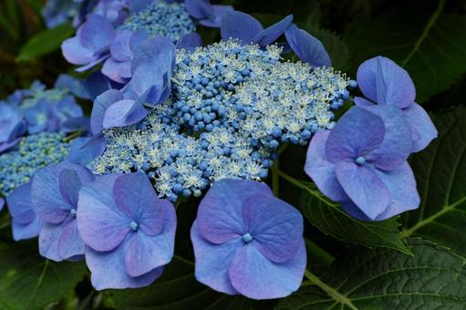 Hydrangea, JPG