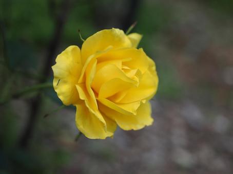 バラ園にて黄色い薔薇を撮影しました バラ園にて黄色い薔薇を撮影しましたの写真