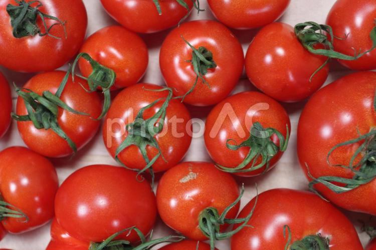畑で採れたて新鮮トマトが並ぶ トマト,真っ赤,食べ物の写真素材