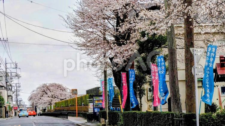 青梅市の春・花曇りの桜＆河辺駅周辺 桜,青梅市,春の写真素材