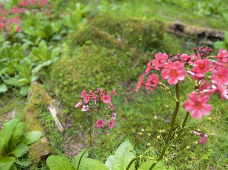 花 花の写真