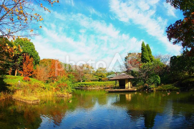 お池のある秋の日の風景 青空,紅葉,池の写真素材