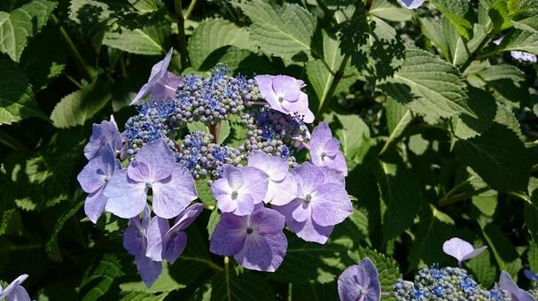 紫陽花 紫陽花の写真
