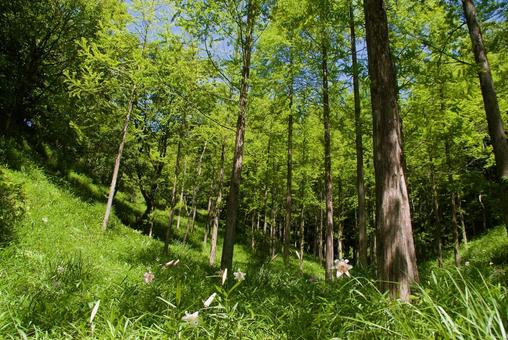 ササユリ 笹百合,初夏,夏の写真素材