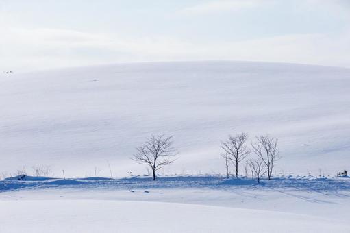 眩しい雪の丘と木々 眩しい雪の丘と木々の写真