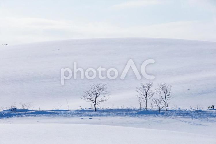 眩しい雪の丘と木々 丘,冬,雪の写真素材