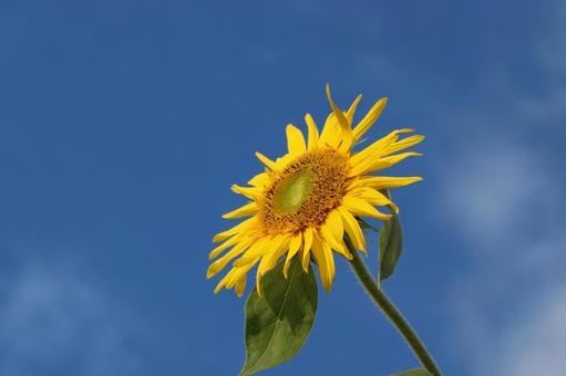 Photo, sunflower, summer, summer image, 