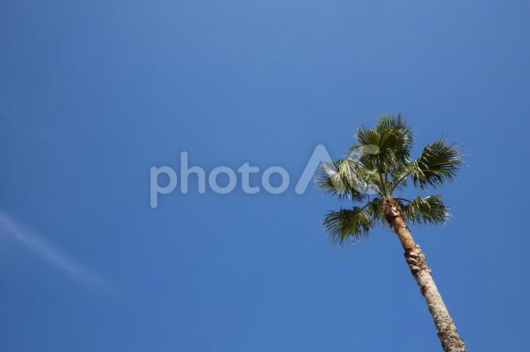 ヤシの木と青空 ヤシの木,青空,トロピカルの写真素材