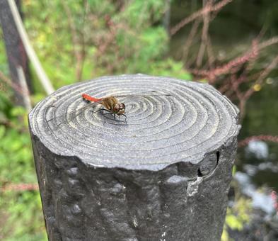 赤トンボ2 赤トンボ2 トンボ,赤とんぼ,とんぼの写真素材