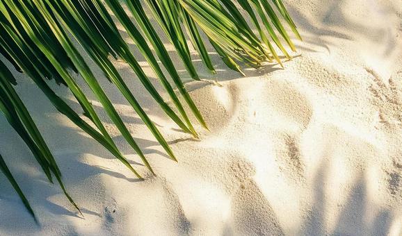 椰子の葉と砂浜が彩る夏のリゾート背景素材 椰子の葉と砂浜が彩る夏のリゾート背景素材の写真