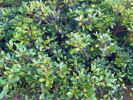 シャリンバイ4 花,テクスチャ,背景の写真素材