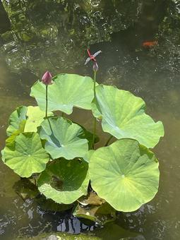 Lotus and dragonfly, JPG Lotus and dragonfly, JPG