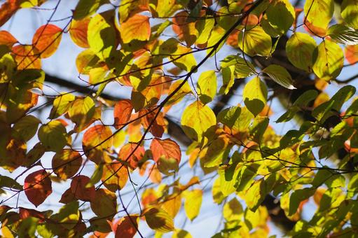 ヤマボウシの紅葉 ヤマボウシの紅葉の写真