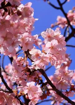 桜 桜の写真