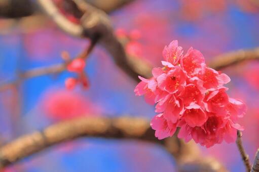 河津桜 河津桜の写真