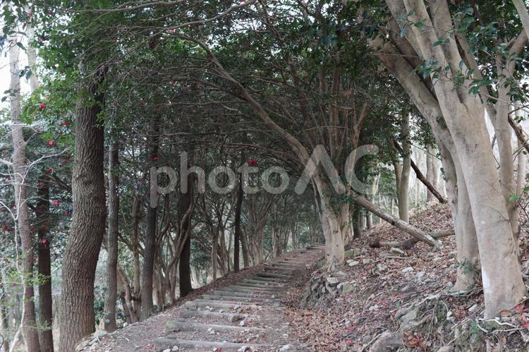 鬼ノ鼻山憩いの森 鬼の鼻山展望台,鬼の鼻山,山の写真素材